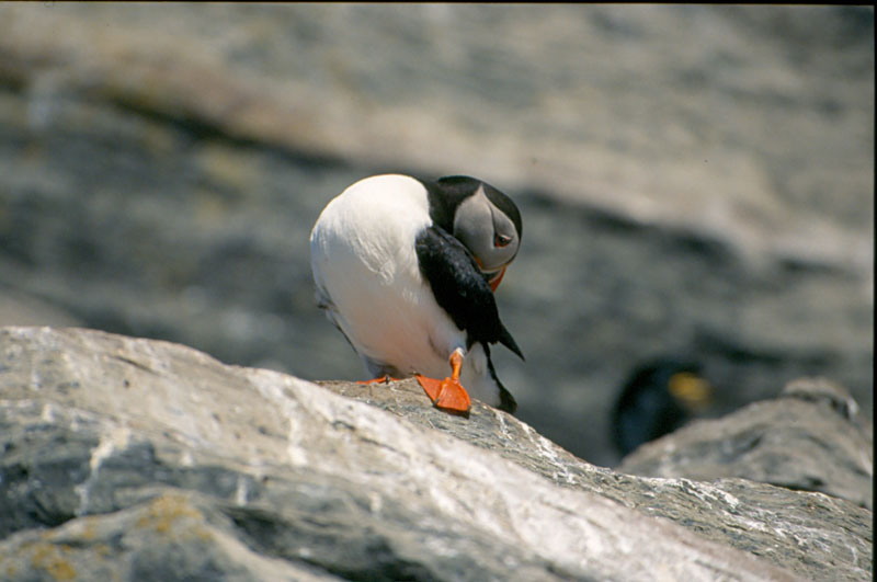 Uccelli dalla Norvegia